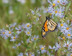 a butterfly on some blue daisies