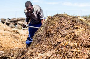 A man turning a large compost pile with a spade
