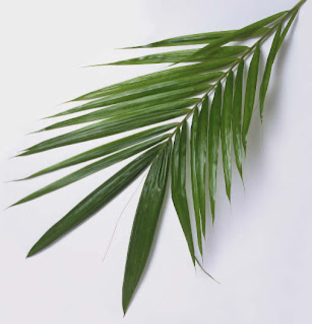 African palm leaf