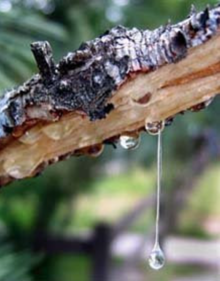 Sap dripping from a tree
