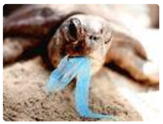 Seal with plastic bag